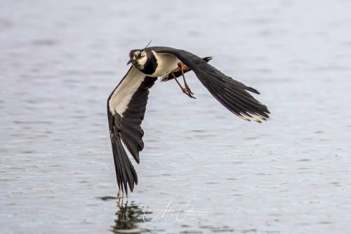 Freisinger Moos - 2026 - 0011