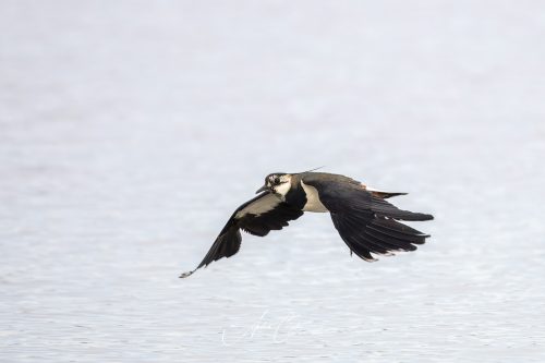 Freisinger Moos - 2026 - 0012