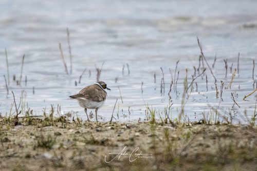 Freisinger Moos II - 2026 - 0001