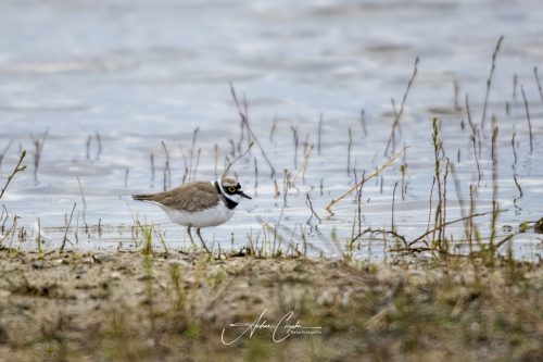 Freisinger Moos II - 2026 - 0002