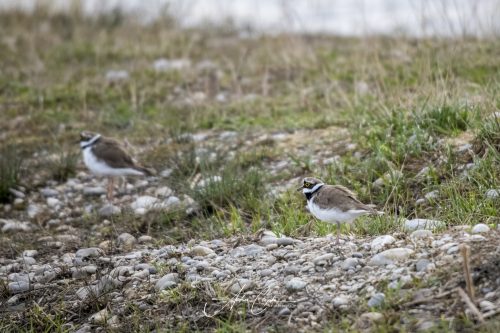 Freisinger Moos II - 2026 - 0003