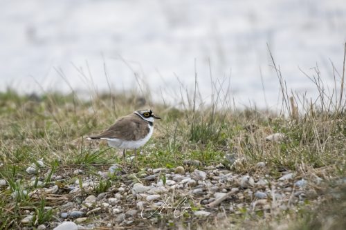 Freisinger Moos II - 2026 - 0004