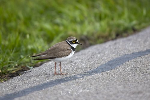 Freisinger Moos II - 2026 - 0005