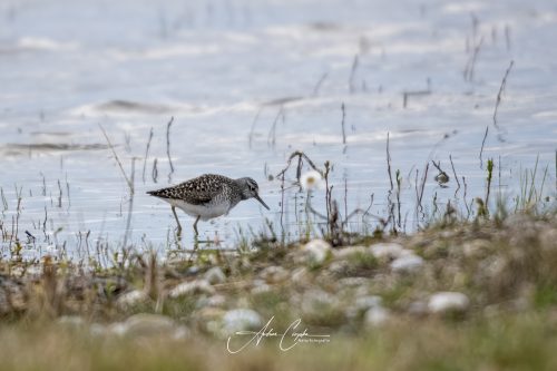 Freisinger Moos II - 2026 - 0006