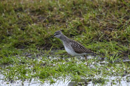 Freisinger Moos II - 2026 - 0007