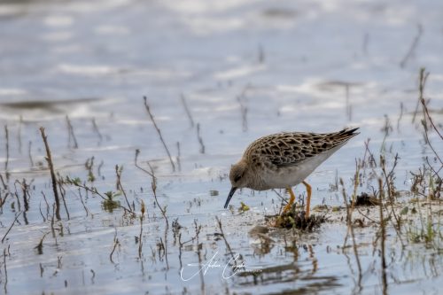 Freisinger Moos II - 2026 - 0008