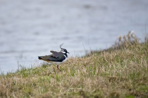 Freisinger Moos II - 2026 - 0009