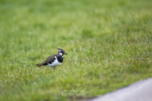 Freisinger Moos II - 2026 - 0010