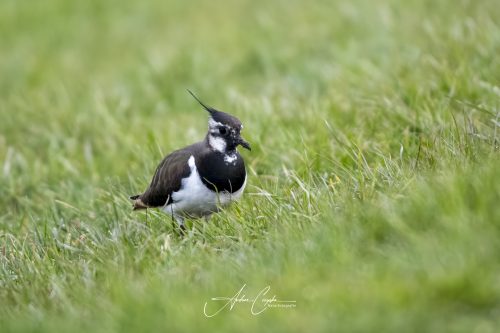 Freisinger Moos II - 2026 - 0011