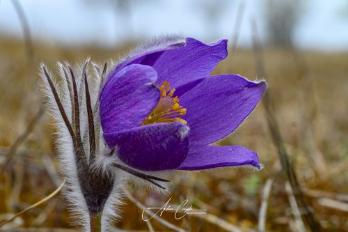 Garchinger Heide - 2026 - 0001