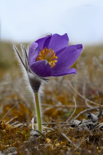 Garchinger Heide - 2026 - 0002