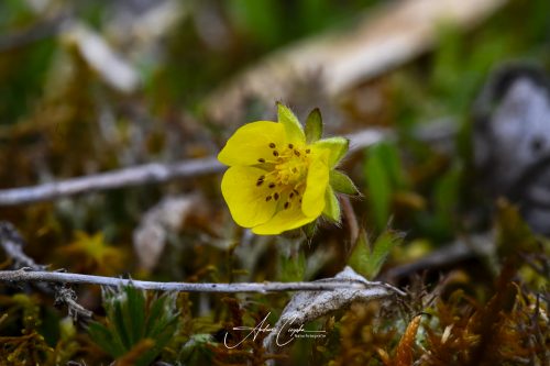 Garchinger Heide - 2026 - 0003