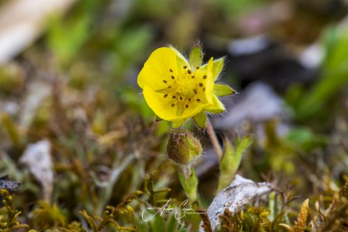Garchinger Heide - 2026 - 0004