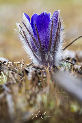 Garchinger Heide - 2026 - 0005