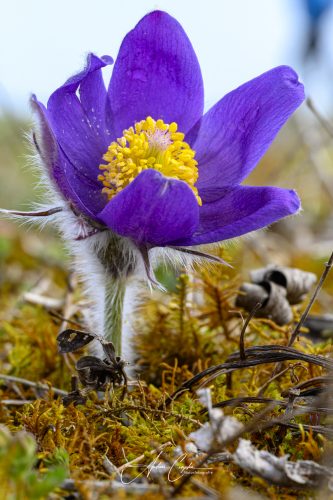 Garchinger Heide - 2026 - 0006