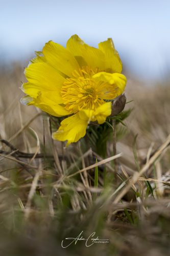 Garchinger Heide - 2026 - 0007