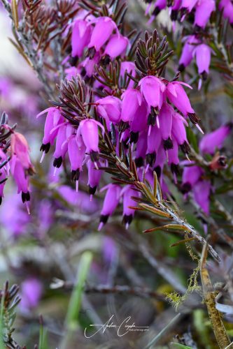 Garchinger Heide - 2026 - 0008