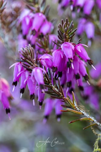 Garchinger Heide - 2026 - 0009