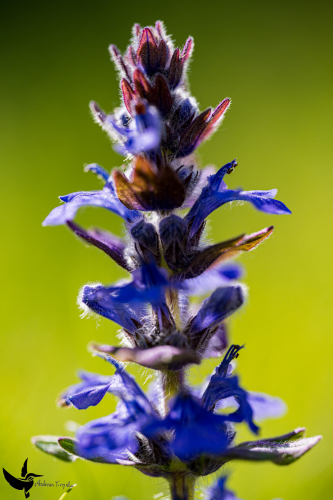 Garchinger Heide - Juni2024 - 008