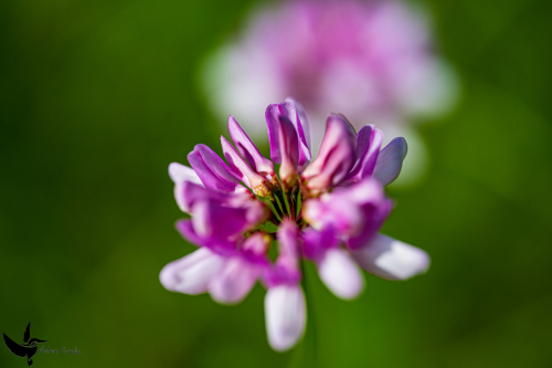 Garchinger Heide - Juni2024 - 009