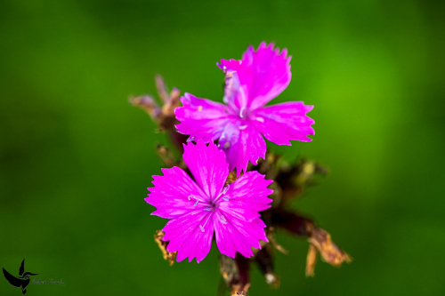 Garchinger Heide - Juni2024 - 010
