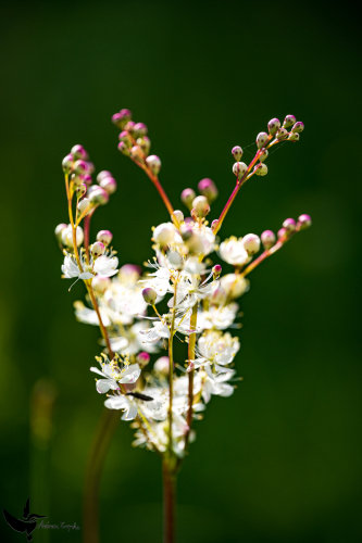Garchinger Heide - Juni2024 - 011