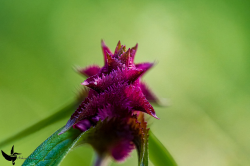 Garchinger Heide - Juni2024 - 012