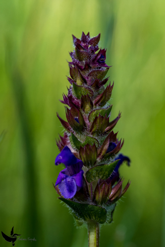 Garchinger Heide - Juni2024 - 013