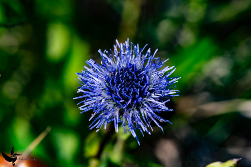 Garchinger Heide - Juni2024 - 014