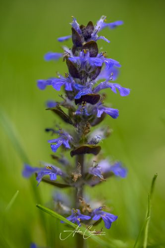 Garten-2026-0004