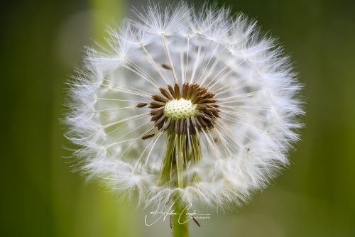 Garten-2026-0006