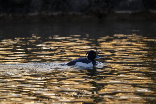 KleinhesseloherSee2026 - 001