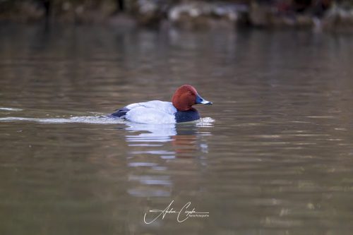 KleinhesseloherSee2026 - 002