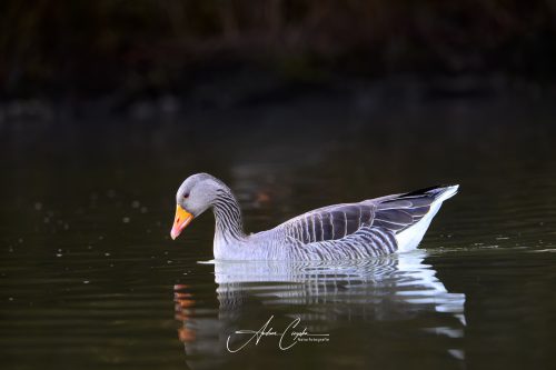 KleinhesseloherSee2026 - 003