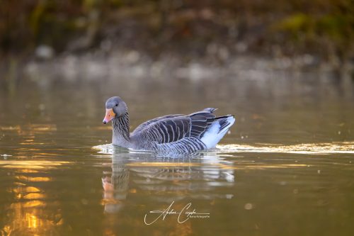 KleinhesseloherSee2026 - 005