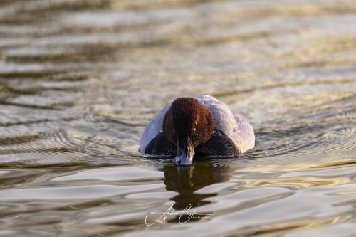 KleinhesseloherSee2026 - 006
