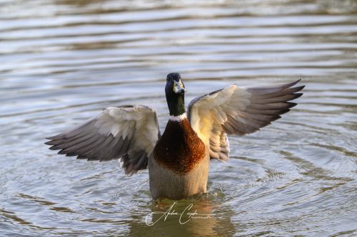 KleinhesseloherSee2026 - 007