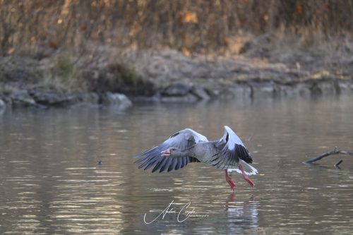 KleinhesseloherSee2026 - 008