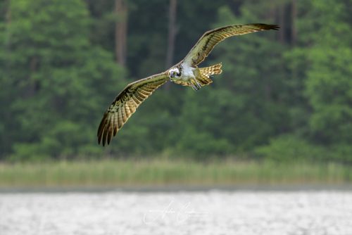 Polen-2026-0006